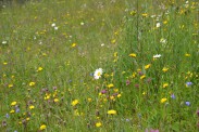 Artenreiche Bergwiese mit vielen verschiedenen Kräutern